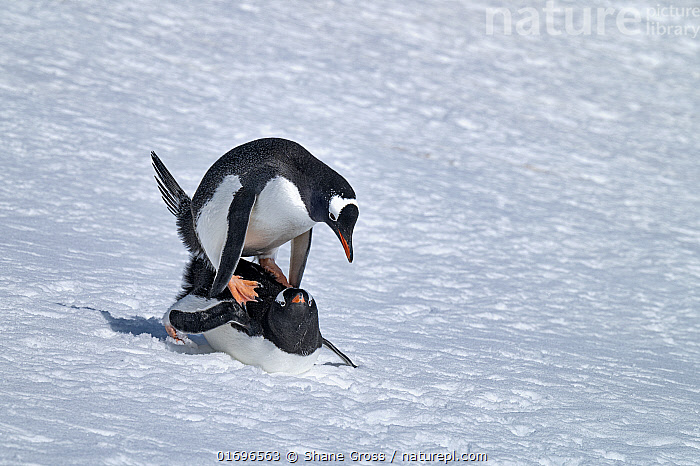 Stock photo of Pair of Gentoo penguins (Pygoscelis papua) mating, Neko  Harbour…. Available for sale on www.naturepl.com