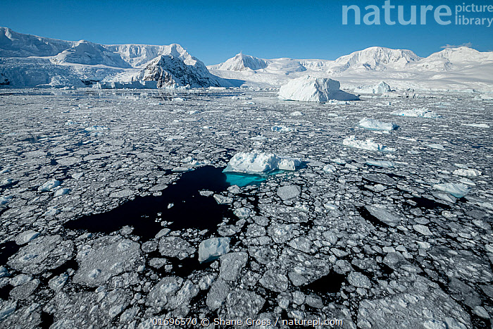 Stock photo of Slushy sea ice and icebergs covering the surface ...