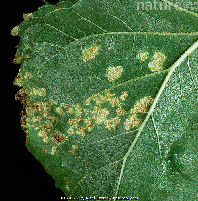 Stock photo of Goatsbeard white rust (Pustula tragopogonis) lesions and ...