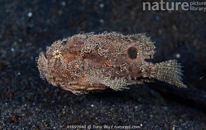 Stock photo of Deep-water frogfish (Nudiantennarius subteres
