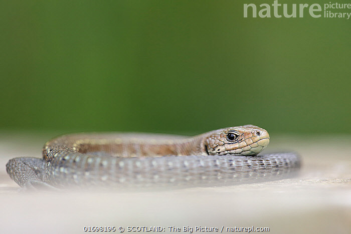 Stock photo of Common lizard (Zootoca vivipara) resting on a rock ...