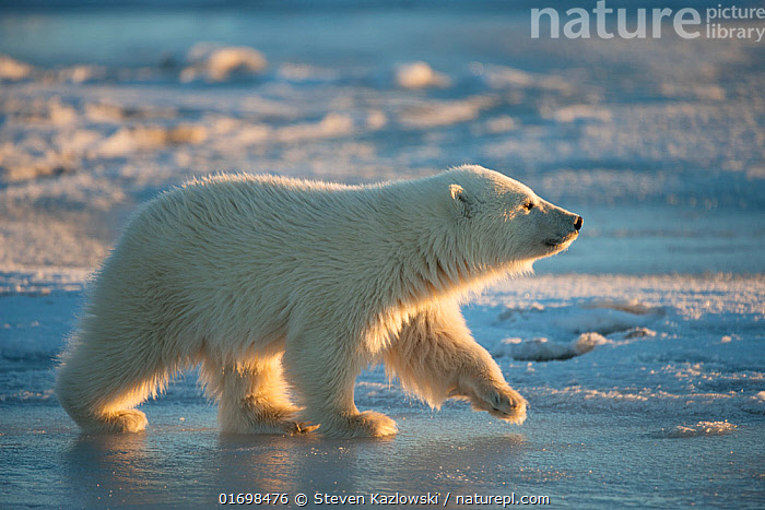 Polar Bear Cub walking