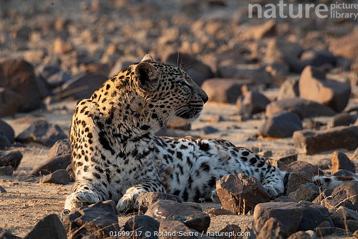 Leopard, Muroor, Abu Dhabi