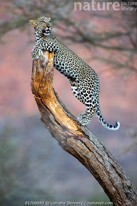 Yellow Leopard fam2 』by Zuberi 30*40cm Stock photo of Leopard