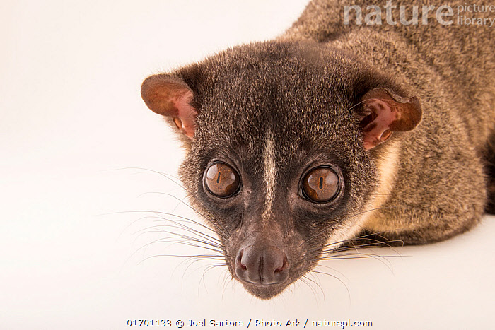 Stock photo of Smalltoothed palm civet (Arctogalidia trivirgata