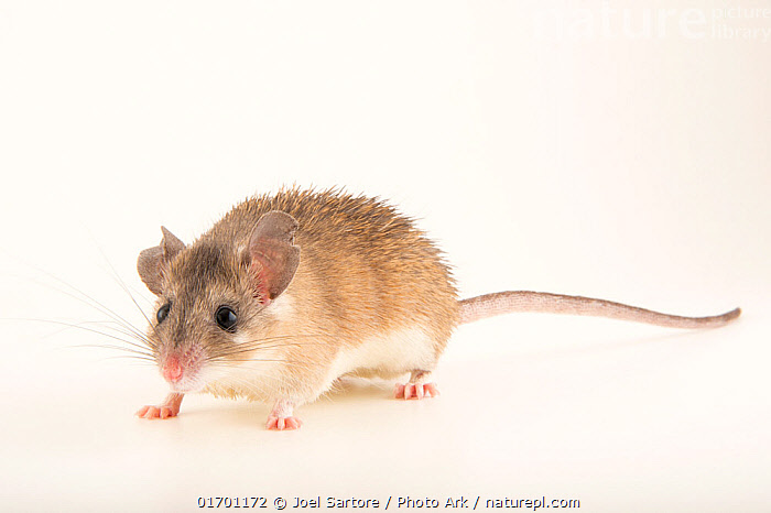 Stock photo of Asia Minor spiny mouse cilicicus) portrait