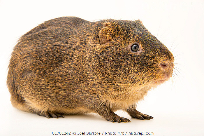 Guinea best sale pig ark