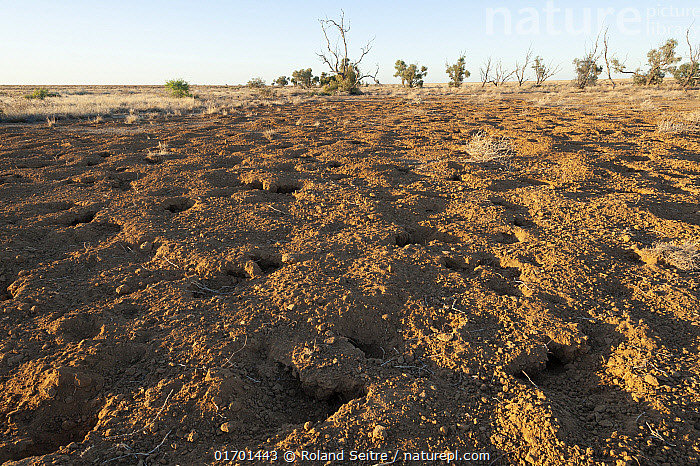 Stock photo of Long-haired rat (Rattus villosissimus) colony burrows in ...