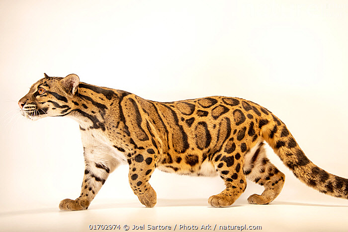 トップス archive launching pad gray leopard Clouded Leopard Soft Toy by Hansa - 7935- Brand New