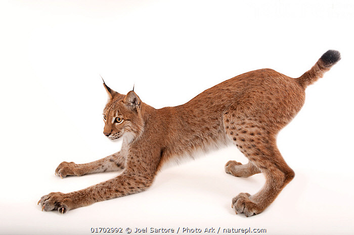 Stock photo of Eurasian lynx (Lynx lynx) pouncing, portrait, Columbus ...