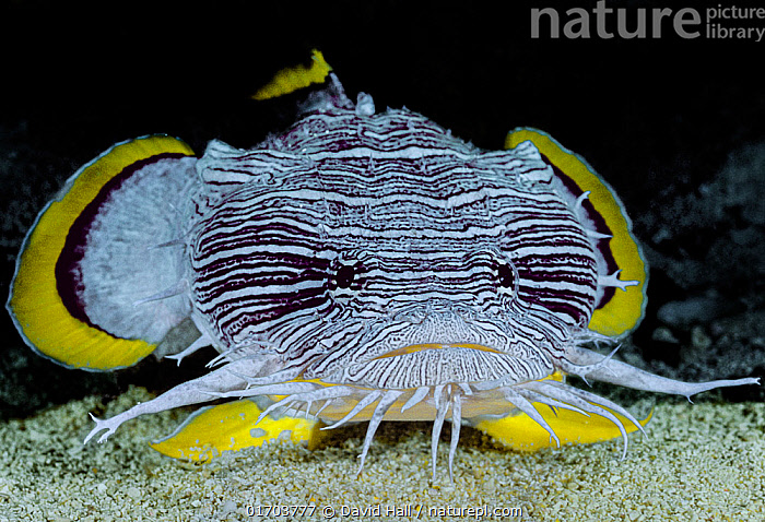 Splendid Toadfish Seen Dancing at Potential Prey, Reef Builders