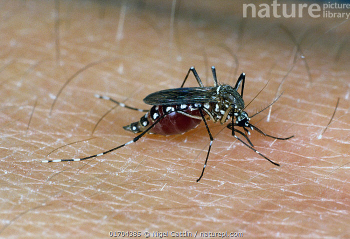 Egyptian Mosquito Egypt Has Officially Been Declared Malaria Free,