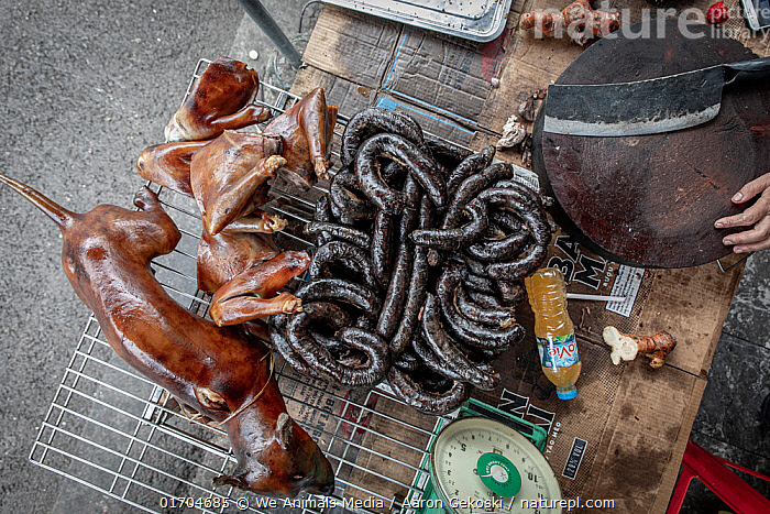 Stock photo of Whole cooked dogs cooked dog body parts and sausage made from dog meat on Available for sale on www.naturepl