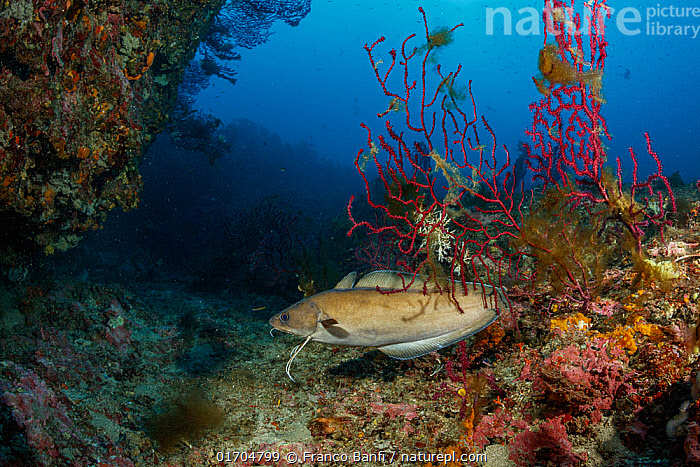 stock-photo-of-forkbeard-musdea-phycis-phycis-swimming-through-red