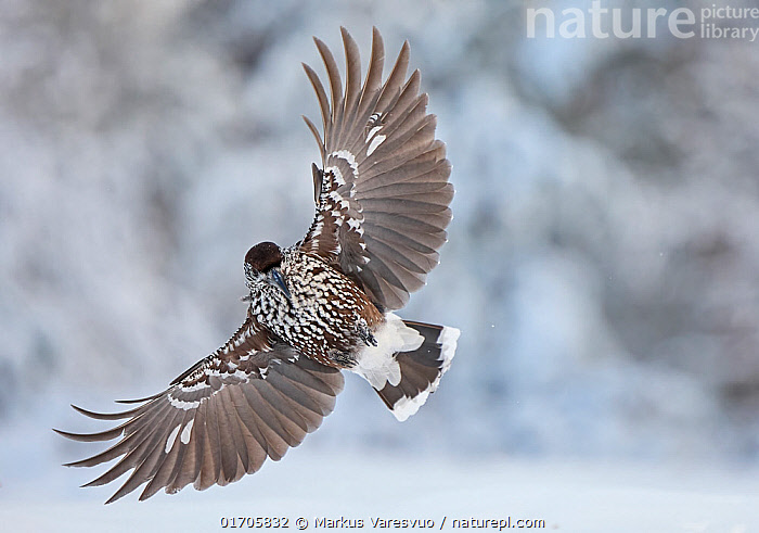 Eagle wings feathers spread hi-res stock photography and images