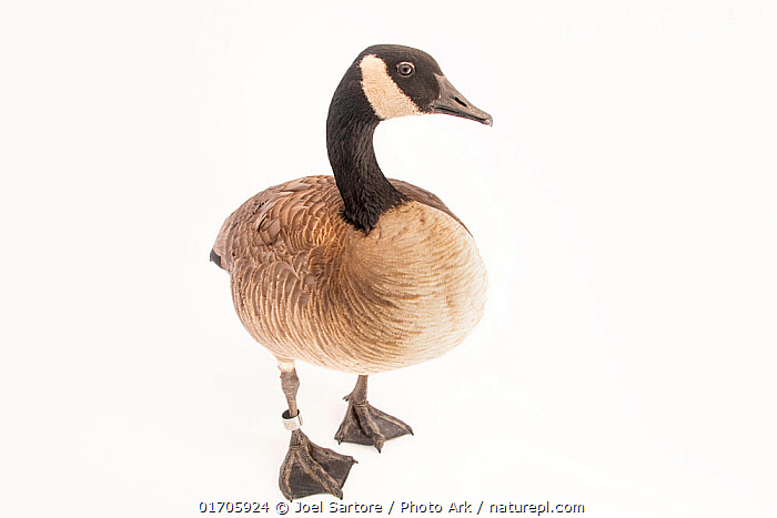 Stock photo of Moffitt s Canada goose Branta canadensis moffitti walking portrait Zoo Available for sale on www.naturepl