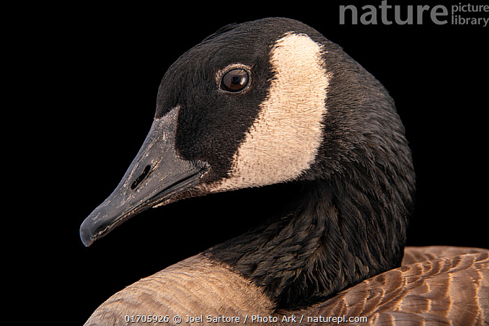 Canada goose hotsell bird zoo