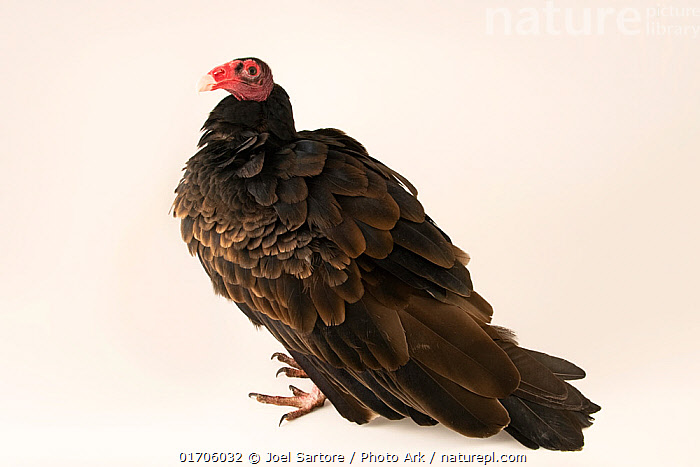 Turkey Vulture - Animal Ark