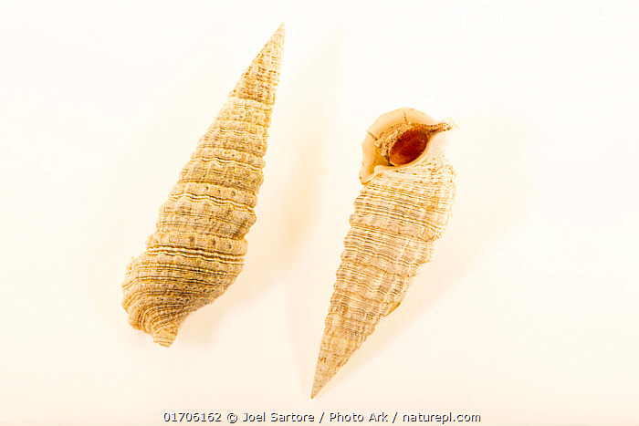 Stock photo of Two Florida cerith snails (cerithium atratum) on white ...