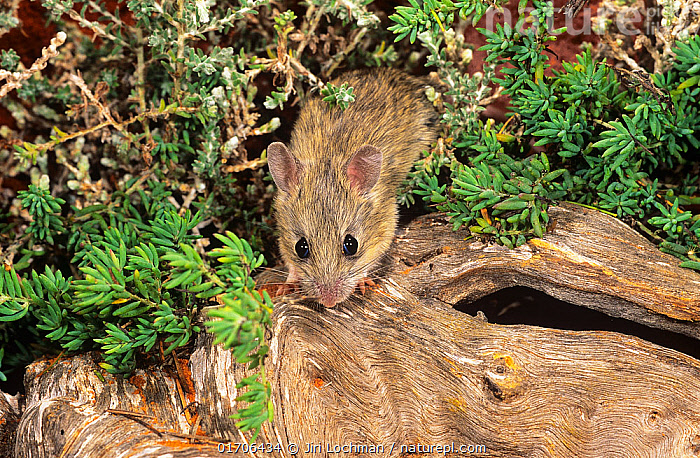 Stock photo of Shark Bay mouse (Pseudomys fieldi) portrait, Faure ...