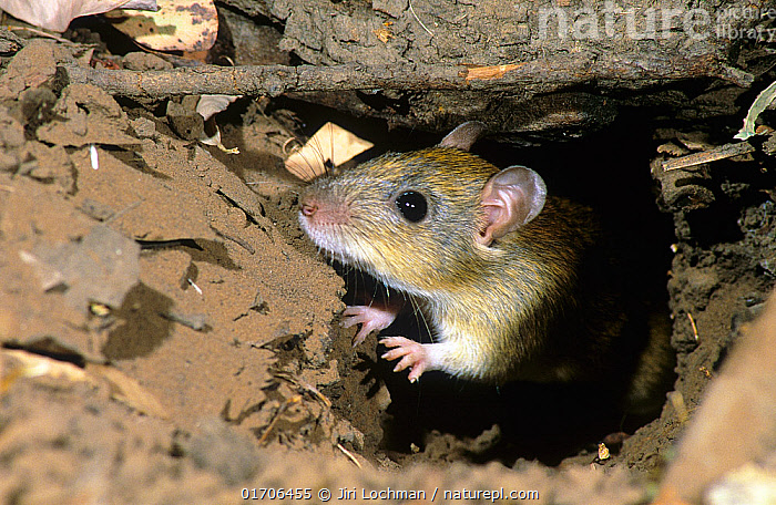 Field Rats Stock photo of Pale field rat (Rattus tunneyi) peering our from its ...