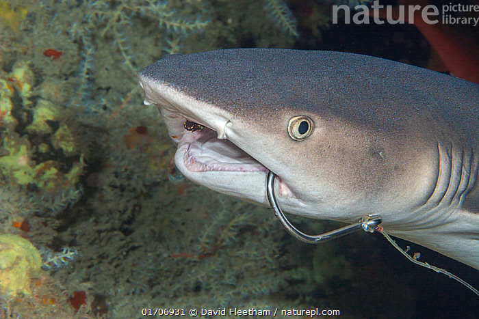 Stock photo of Whitetip reef shark (Triaenodon obesus) with fishing hook  caught in its…. Available for sale on