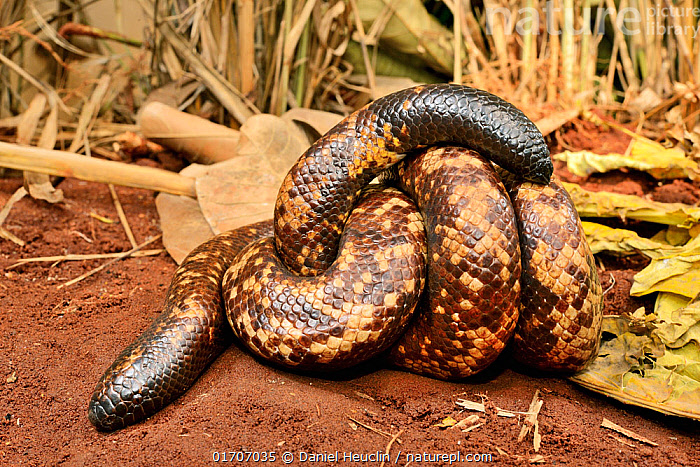 Stock photo of Calabar ground python snake (Calabaria reinhardtii) uses ...