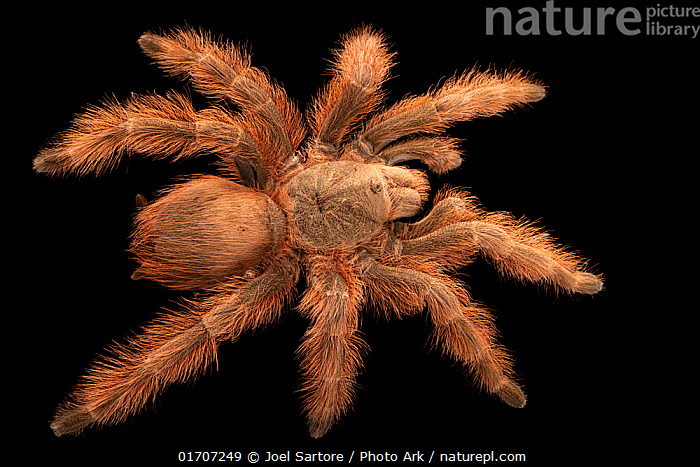 Lego Sex онлайн көру