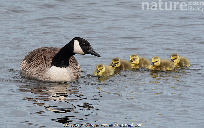 Stock photo of Canada goose Branta canadensis female in defensive posture with brood Available for sale on www.naturepl