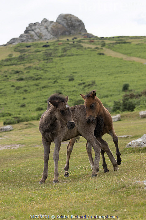 Stock photo of Two Dartmoor ponies (Equus ferus caballus), endangered ...