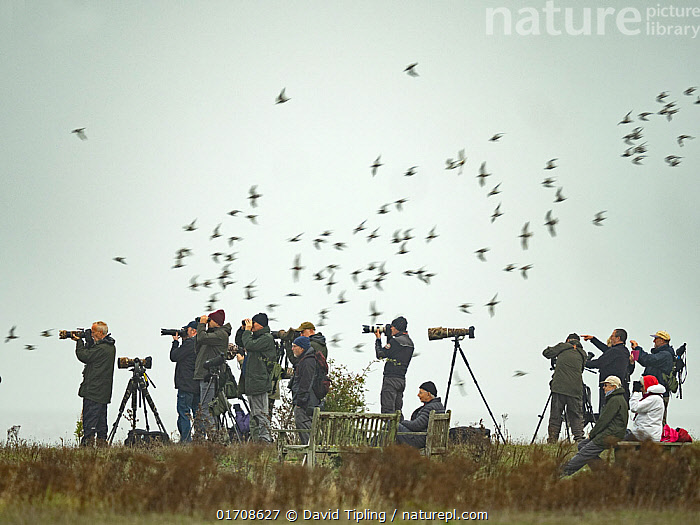 Rspb Bird Photography