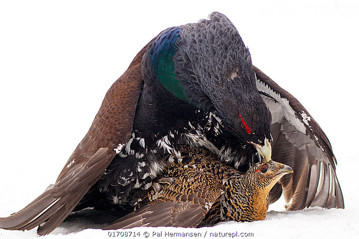 Porno tomosha qiling: Qizlar yigitni olib ketishadi