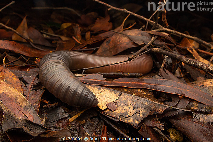 Stock photo of Giant earthworm (Digaster longmani) moving through