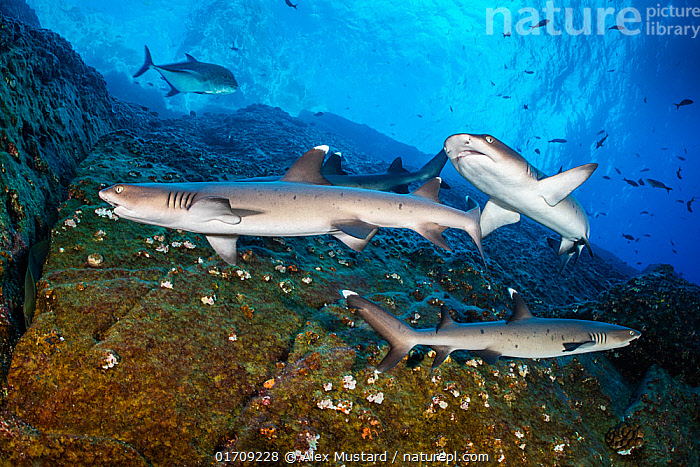 Stock photo of Three Whitetip reef sharks (Triaenodon obesus) swimming  along a rocky…. Available for sale on
