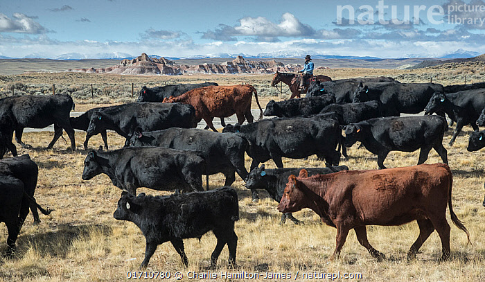 Stock photo of Rancher on horseback herding cattle on cattle drive from ...