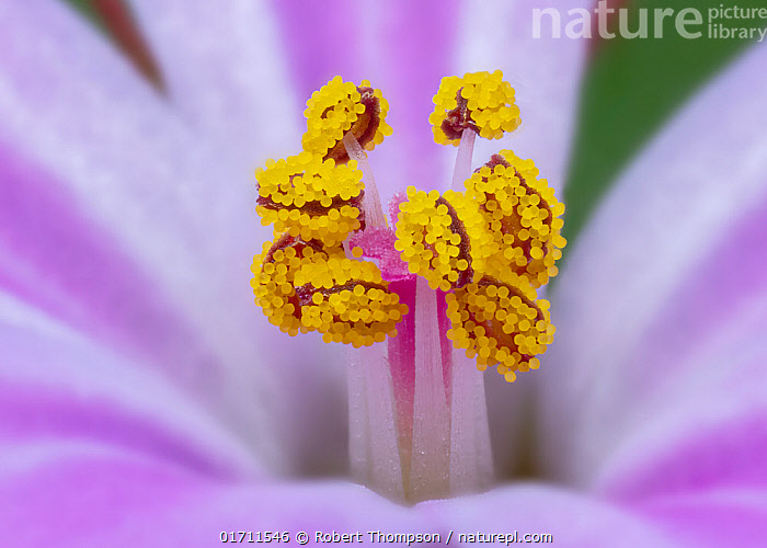 Stock photo of Herb robert (Geranium robertianum) stamen detail, Clare
