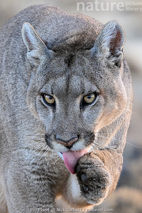 Female pumas discount
