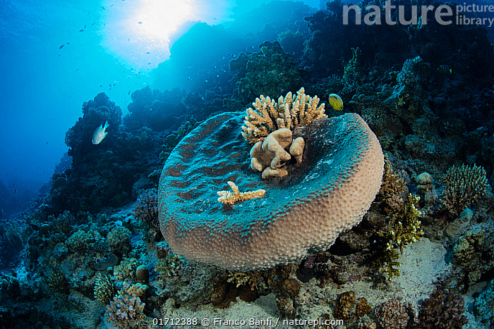 Stock photo of Hard coral (Acropora sp.) growing on a sponge (Porifera) on  coral reef…. Available for sale on