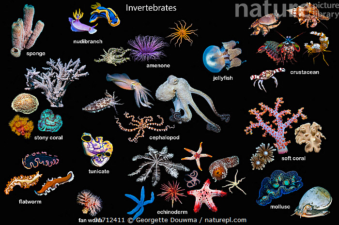 Stock photo of Composite image of marine invertebrates on black ...