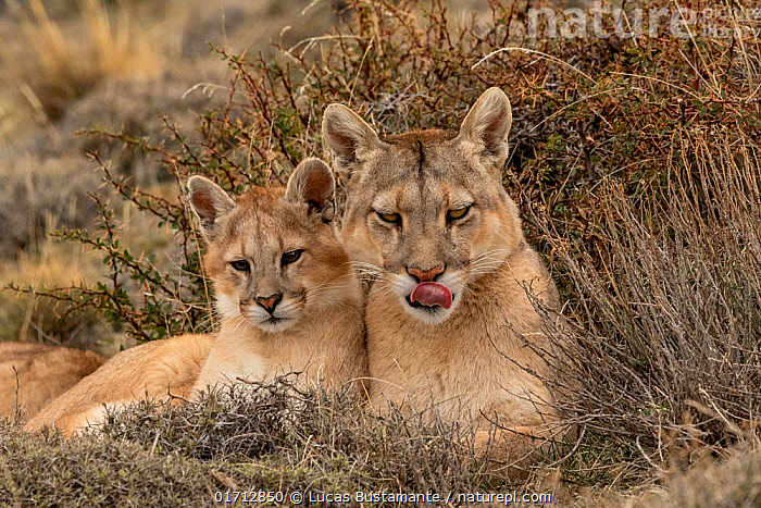 Stock photo of Puma Puma concolor female with cub resting Torres del Paine National Available for sale on www.naturepl