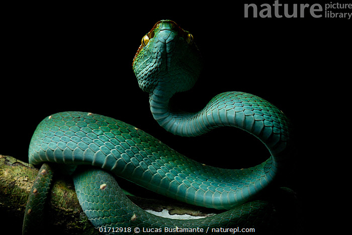 Bornean Keeled Pit Viper - Tropidolaemus subannulatus