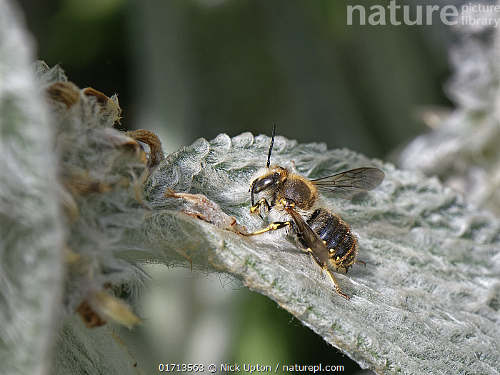 Anthidium manicatum