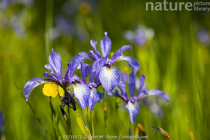 Iris versicolor Northern Blue Flag for sale