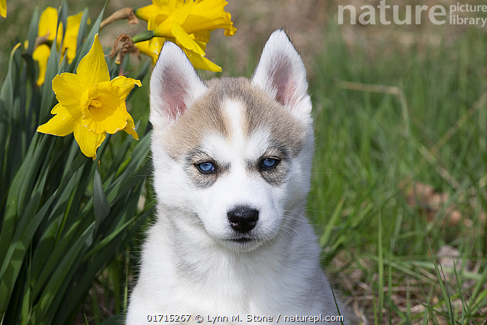 Stock photo of Siberian husky puppy sitting next to spring