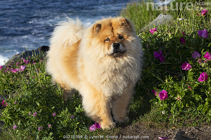 Stock photo of Chow chow standing among wild roses on seaside cliffs Pemaquid Point Available for sale on www.naturepl