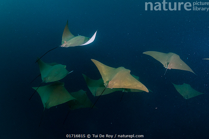 Stock photo of Shoal of Golden cownose-ray (Rhinoptera steindachneri