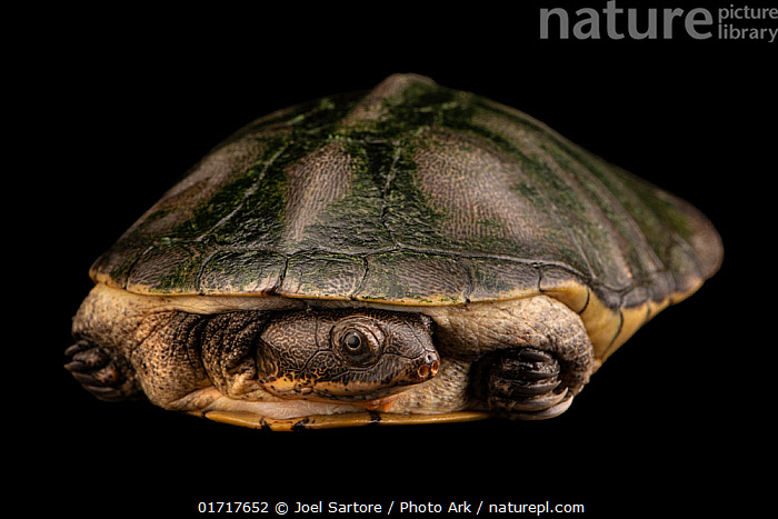 Stock photo of Adanson's mud turtle (Pelusios adansonii) portrait ...