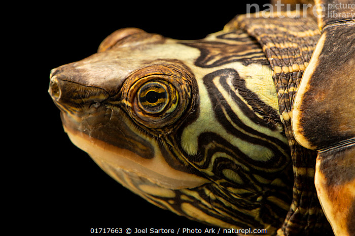 Stock photo of Pearl River map turtle (Graptemys pearlensis) head ...