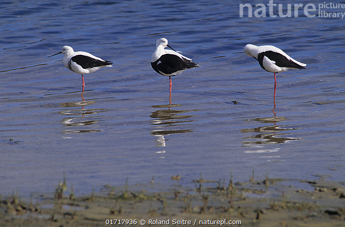 Stock photo of Three Banded stilts (Cladorhynchus leucocephalus