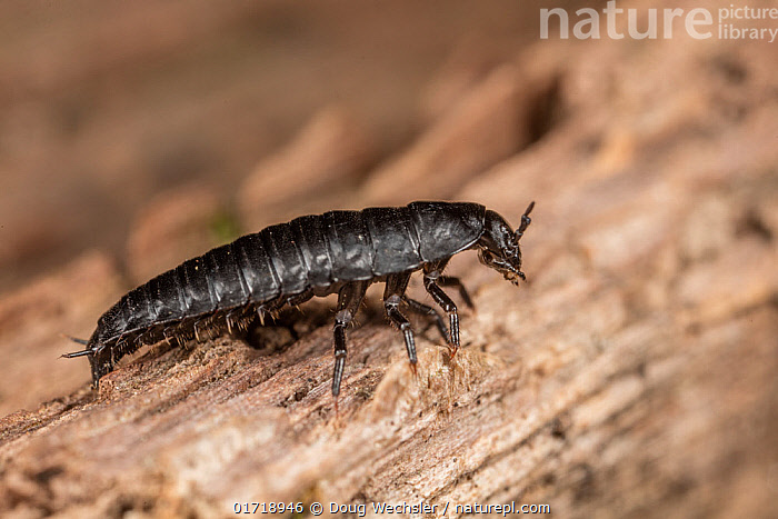 necrophila 